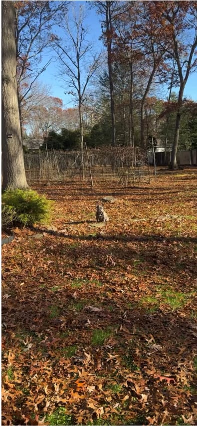 Your browser does not support the <video> tag